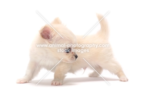smooth coated Chihuahua puppy in studio