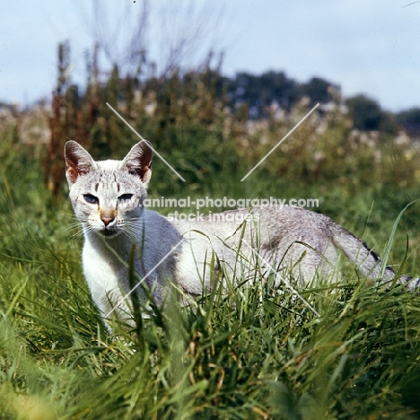 tabby point siamese cat prowling in a field