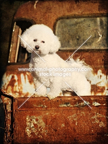 Bichon Frise on rusty car