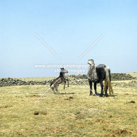 Maggie, Eriskay Pony mare with foal playing and showing off