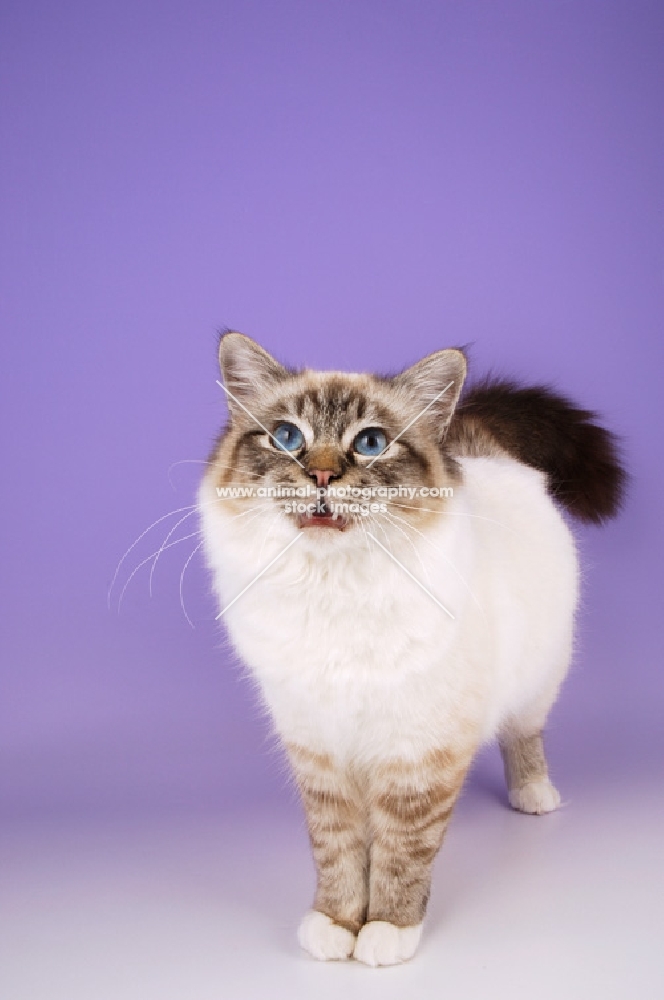 seal tabby point birman cat looking up