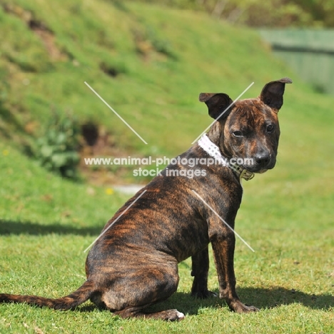 young brindle Staffordshire Bull Terrier