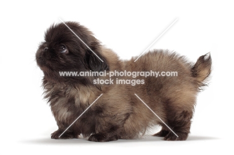 Pekingese puppy on white background, side view