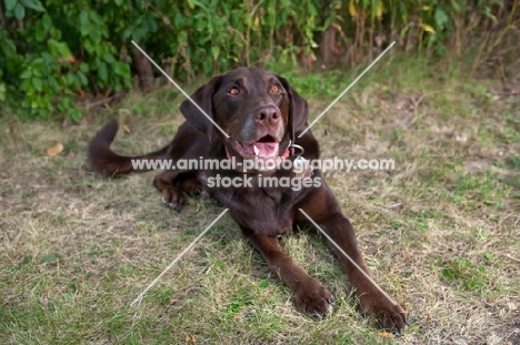 Chocolate Labrador Retriever lying down with greenery background.