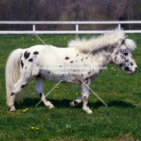 Falabella pony walking