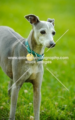 Italian Greyhound