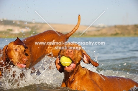 two Hungarian Vizsla dogs playing together