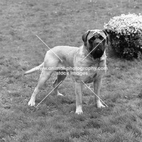 max, from grangemoor kennels, mastiff