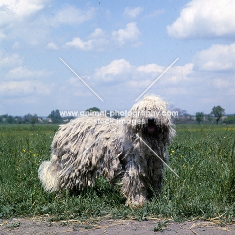 working komondor on farm in hungary