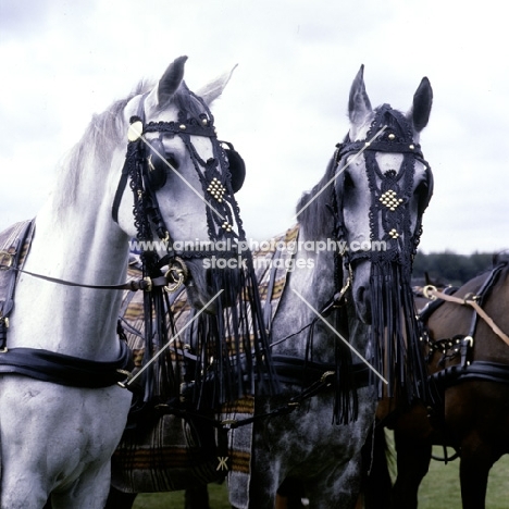 two horses at world driving championships, windsor '80