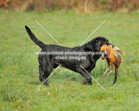 black Labrador Retriever with pheasant
