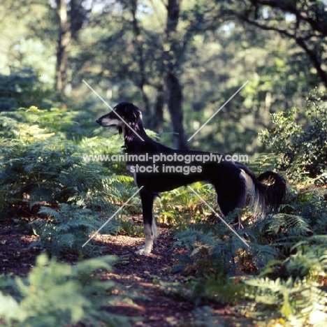 a saluki from burydown in the sussex woods