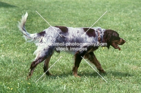 picardy spaniel walking