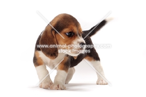 Beagle puppy on white background, looking aside