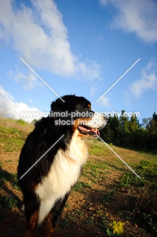 Bernese Mountain Dog (aka Berner Sennenhund)