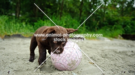 Chocolate Labrador Retriever puppy playing with a ball.