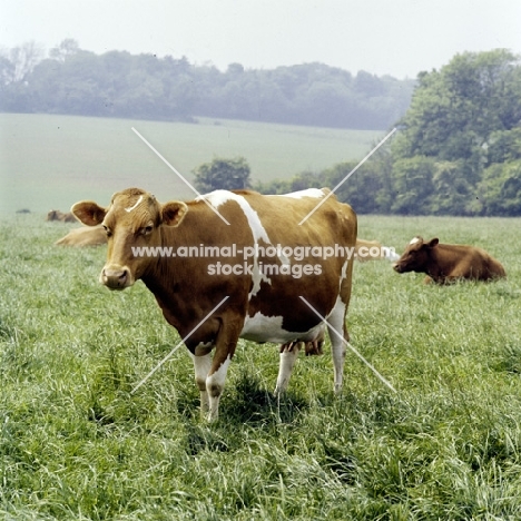 guernsey cow in herd in field