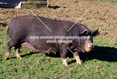 berkshire sow at heal farm