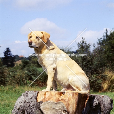 yellow labrador sitting on tree stump
