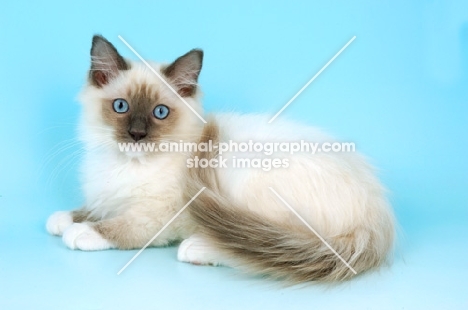 mitted blue point ragdoll kitten