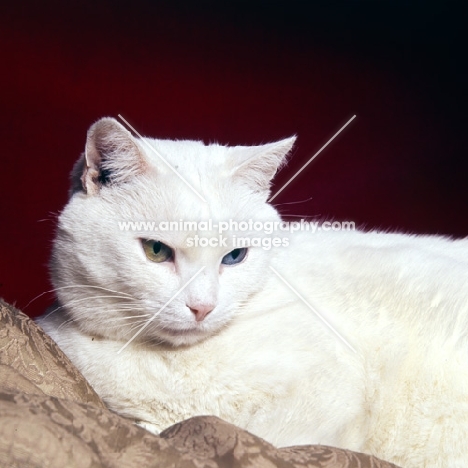 odd eyed white short hair cat