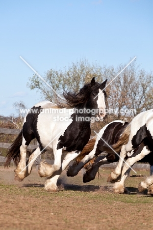 Gypsy Vanner