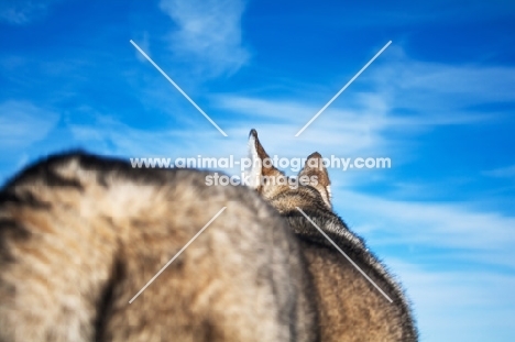 Husky from behind against blue sky