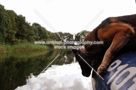 trained German Shepherd Dog in boat