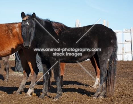 black Morgan Horse side view