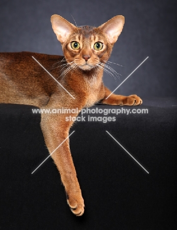 Abyssinian lying on black background