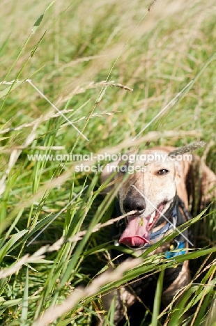 Whippet lying down in long grass after play
