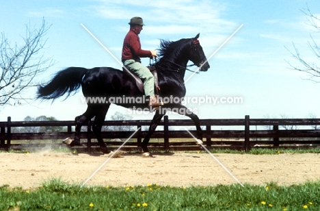 ridden american saddlebred trotting