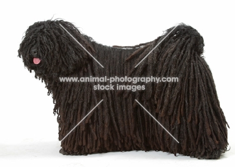 Australian Champion Puli