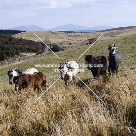 group of Highland Ponies walking on the moors in Scotland