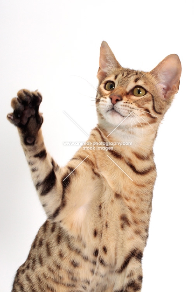 female Savannah cat on white background, paw up