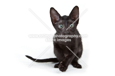 black Peterbald kitten staring at camera