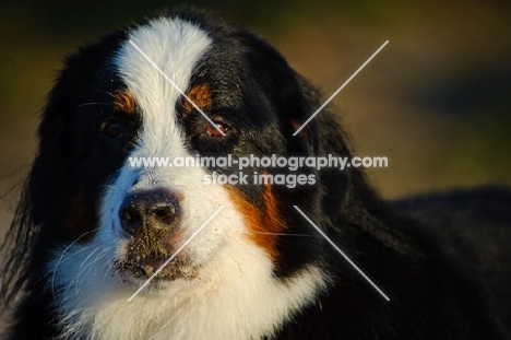 Bernese Mountain Dog head study