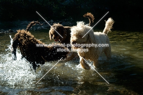 three undocked standard poodles