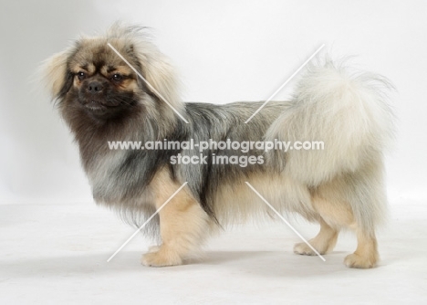 Silver Sable Tibetan Spaniel