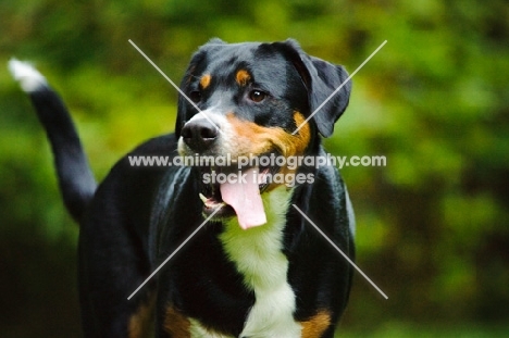 Great Swiss Mountain Dog