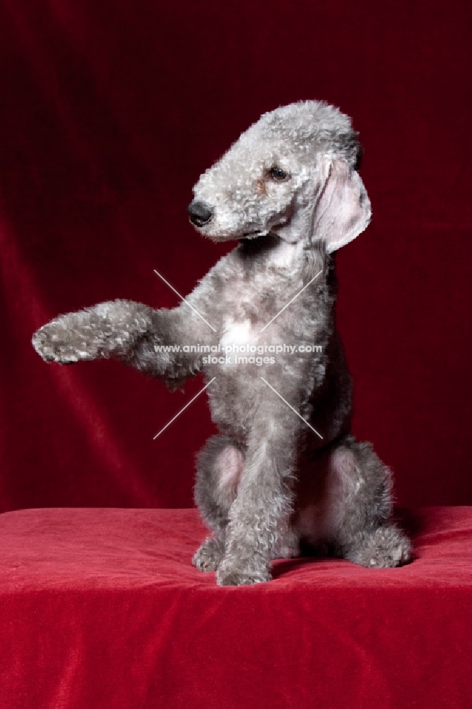 Bedlington Terrier with raised paw.