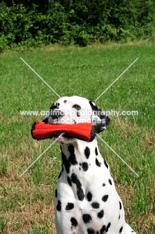 black spotted Dalmatian with dummy in mouth