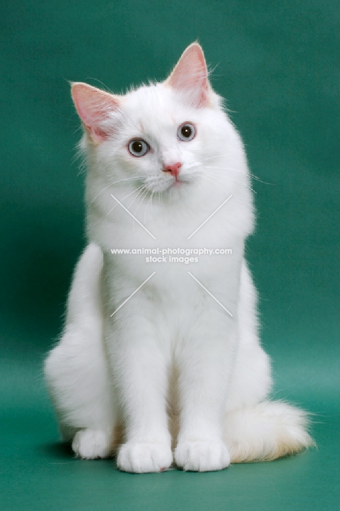 young male cream point bi-Colour Ragdoll