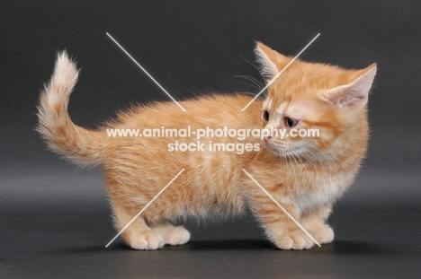 Red Mackerel Tabby Munchkin kitten