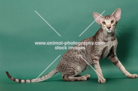 Chocolate Silver Spotted Tabby Oriental Shorthair