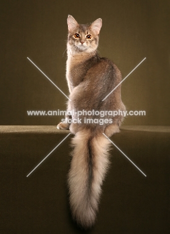 Somali cat, back view