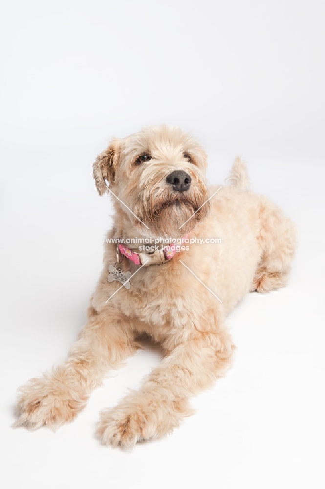 Wheaten Terrier lying down looking proud.