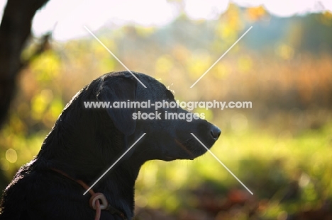 black labrador profile, looking ahead