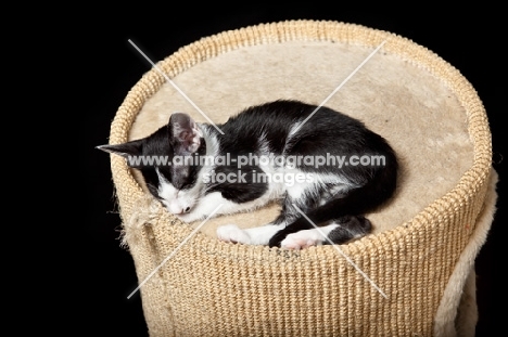 kitten laying down on a catbed, 7 weeks