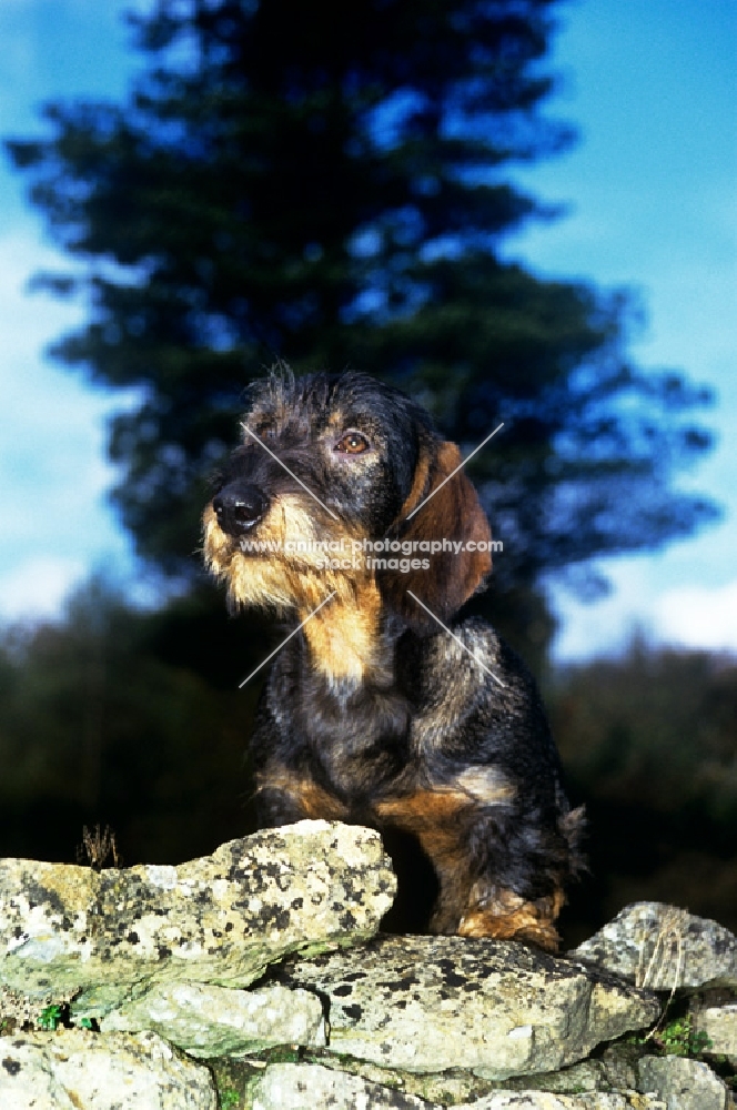 leighbridge just a jest, wirehaired dachshund on a stone wall